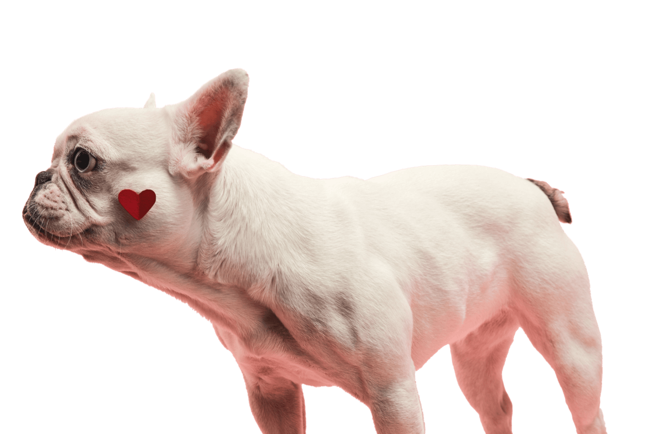 Pet VeviPet